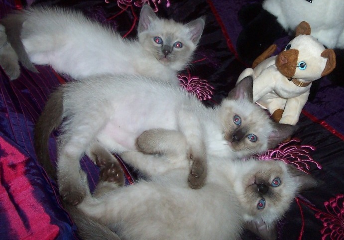 Mia's kitts